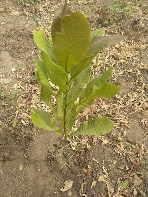 tree image