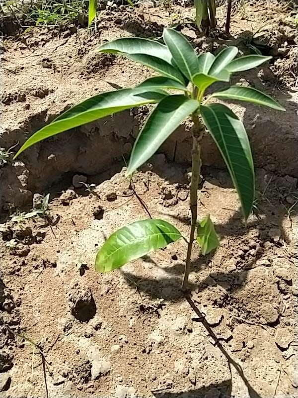 tree image
