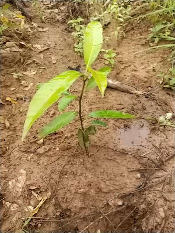 tree image