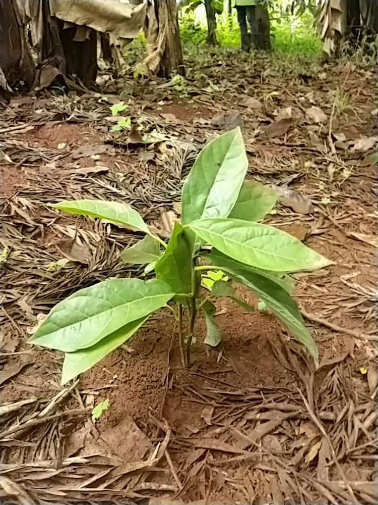 tree image