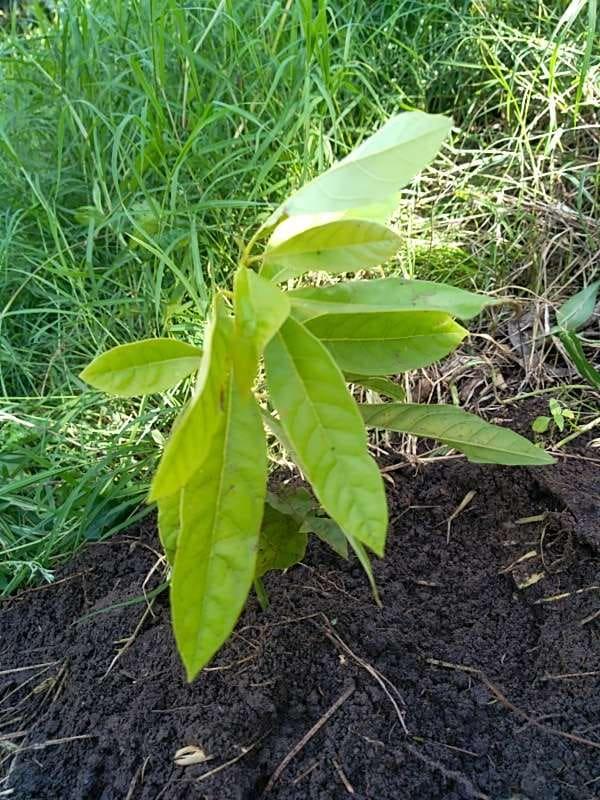 tree image