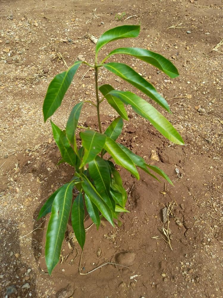 tree image
