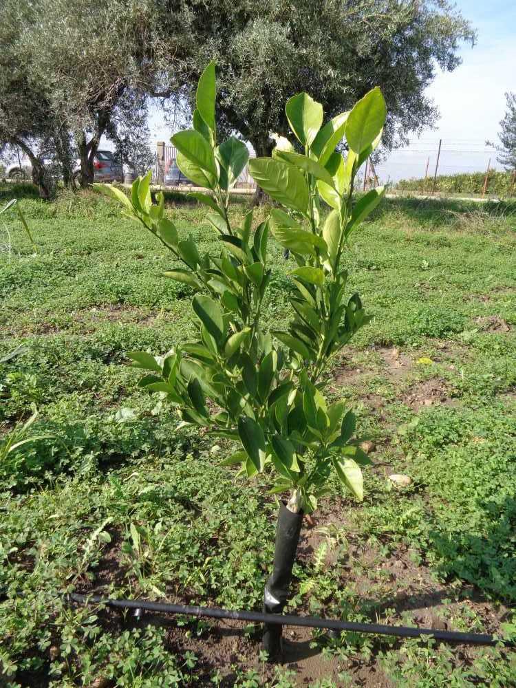 tree image