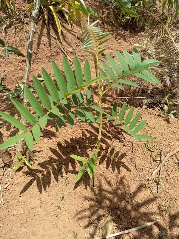 tree image