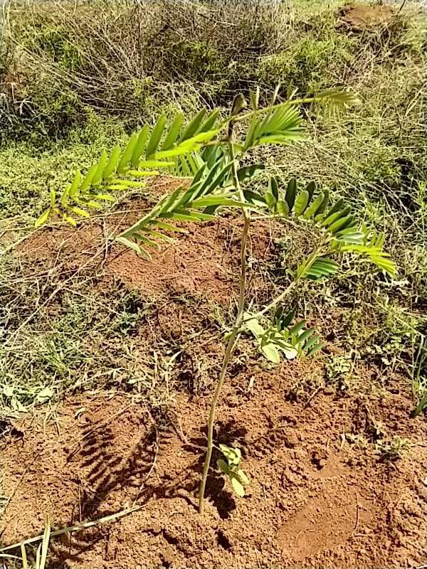 tree image
