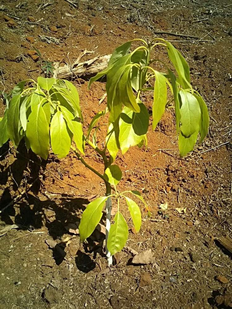 tree image