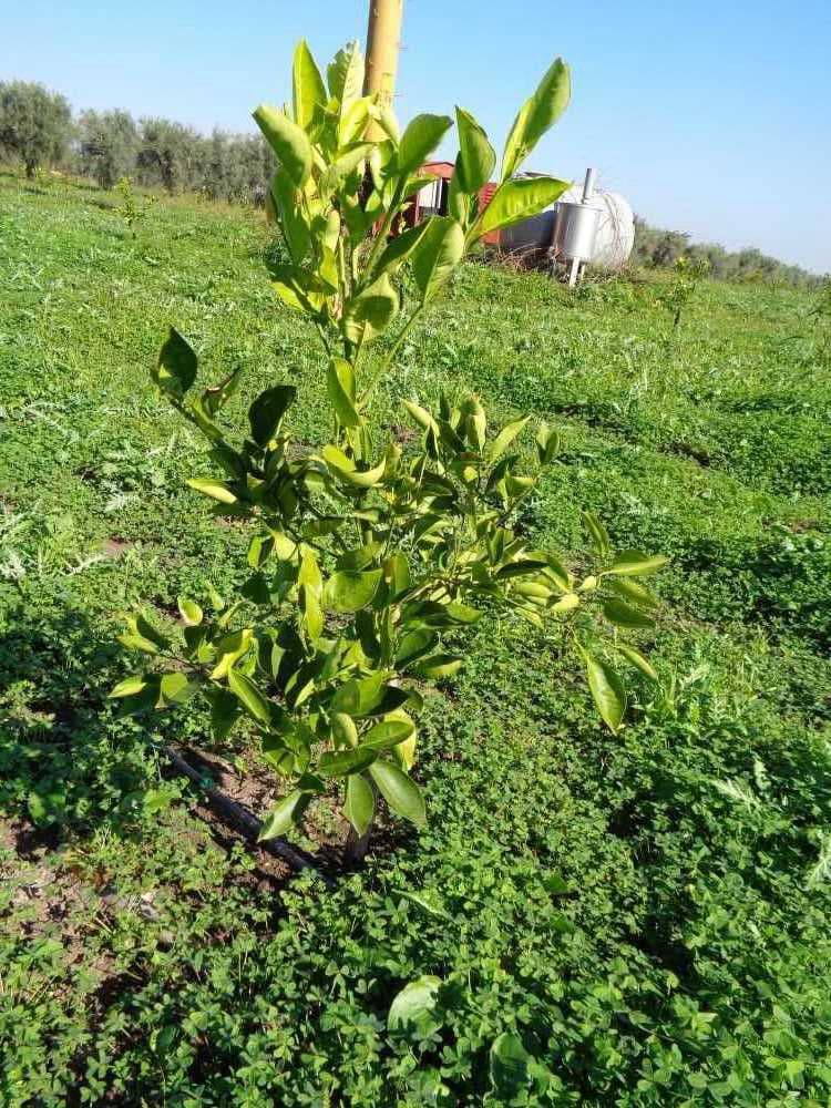 tree image