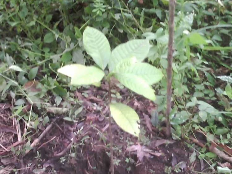 tree image
