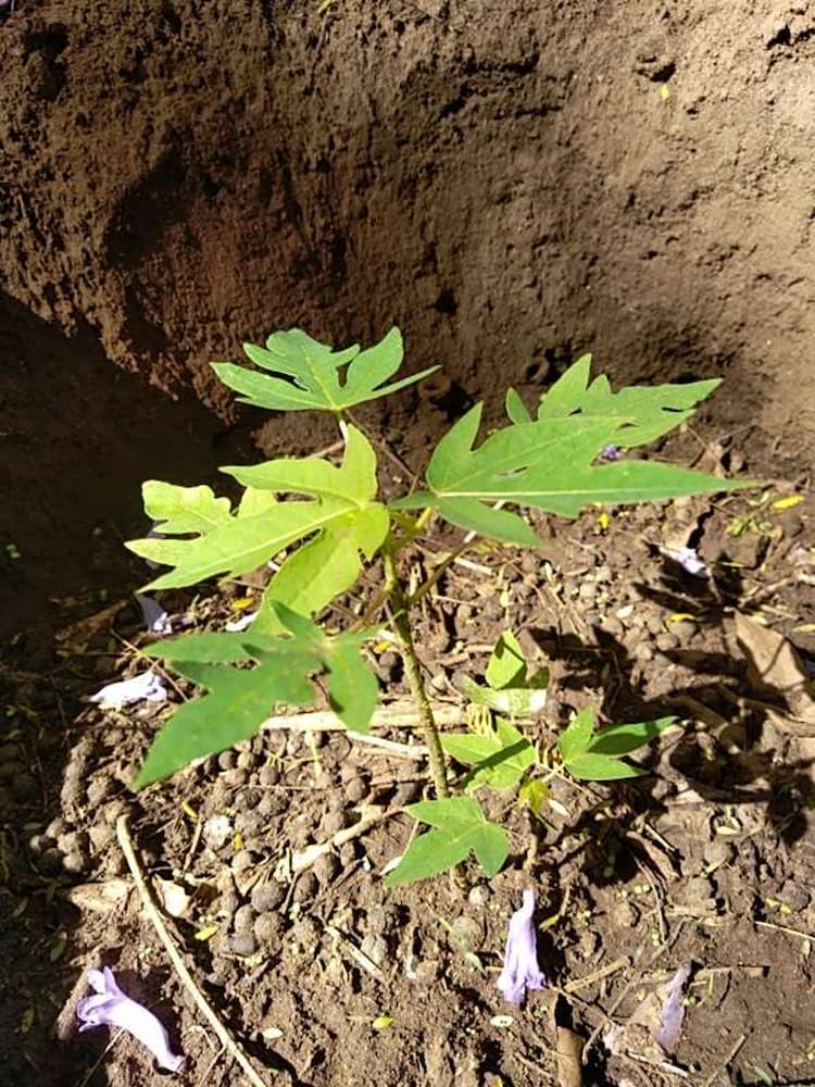 tree image