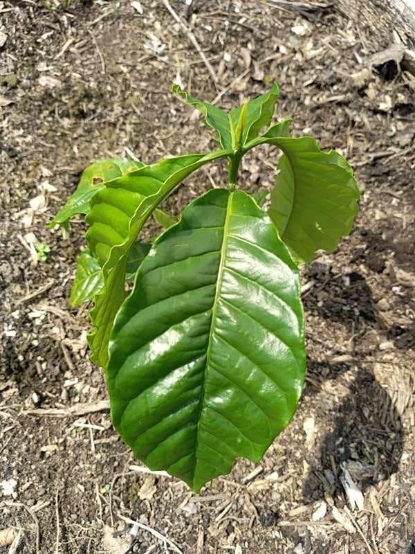 tree image