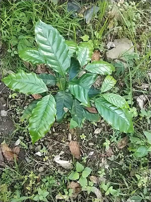 tree image