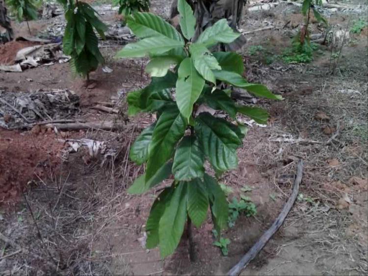 tree image