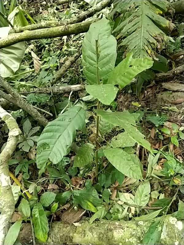 tree image