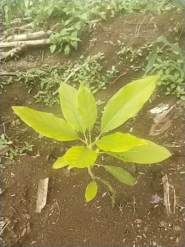 tree image