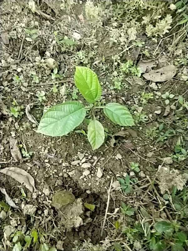 tree image