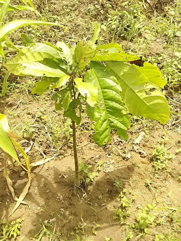 tree image