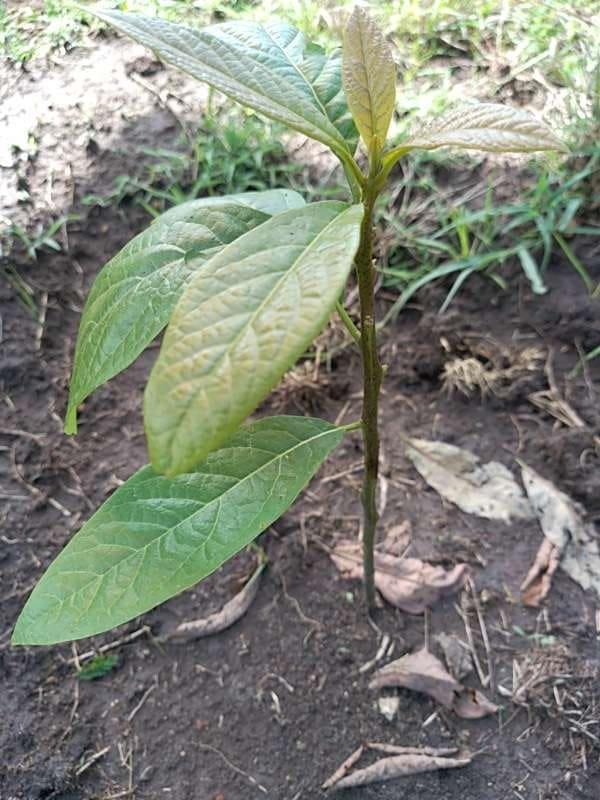 tree image