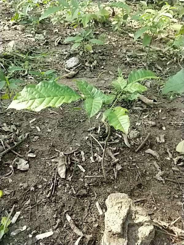 tree image
