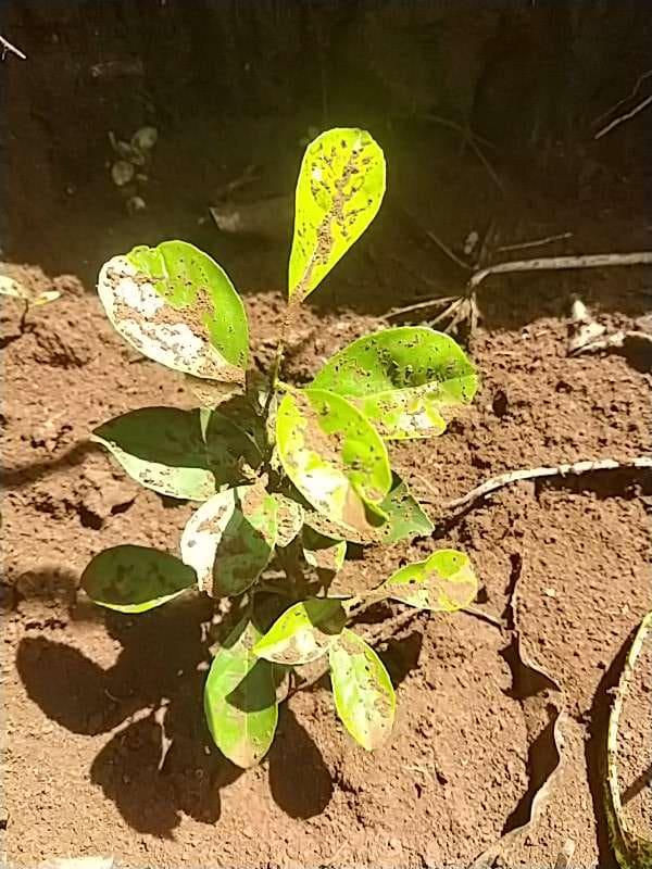 tree image