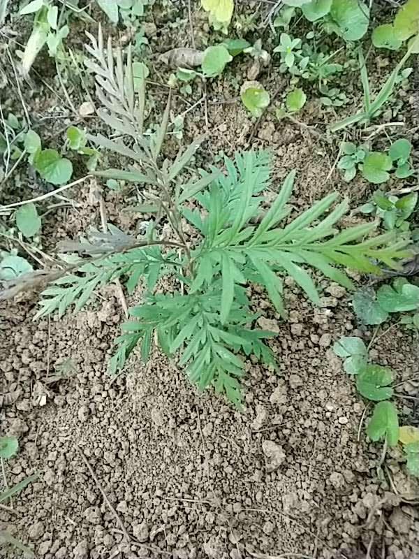 tree image