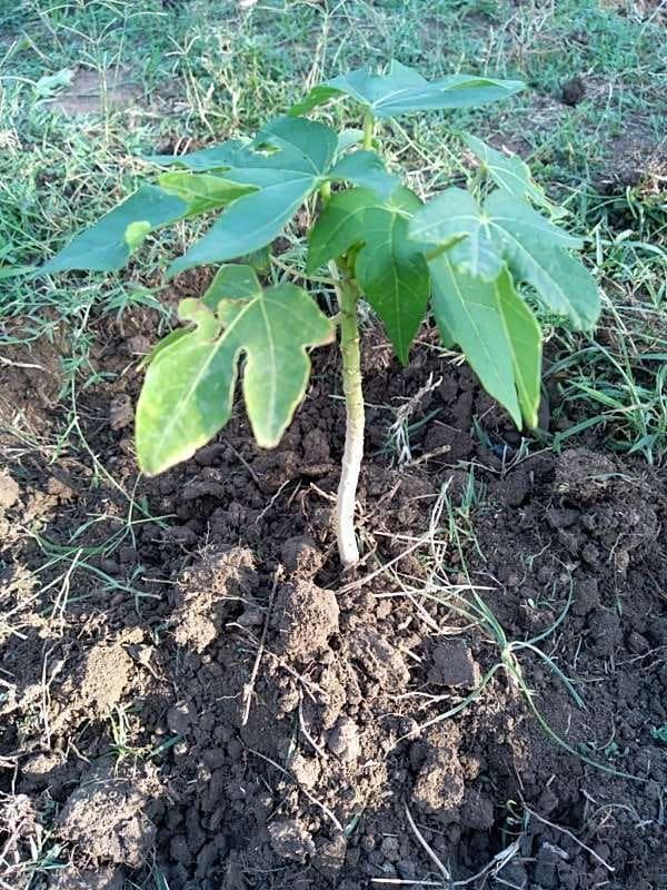 tree image