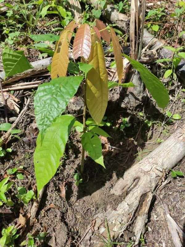 tree image