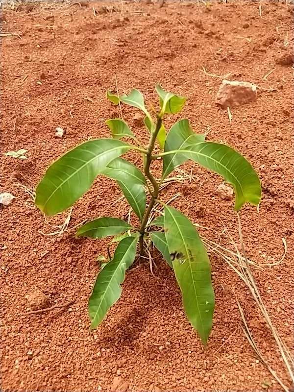 tree image