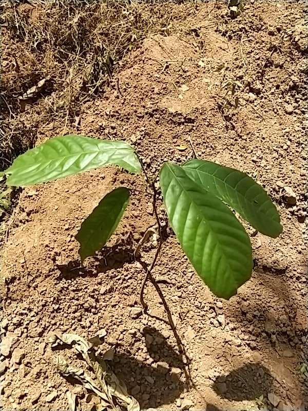 tree image