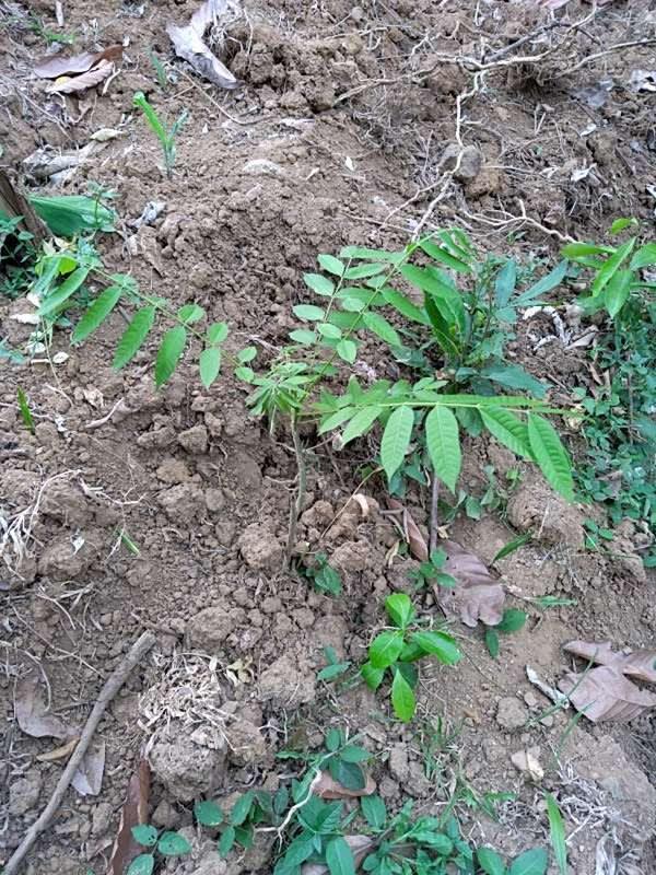 tree image