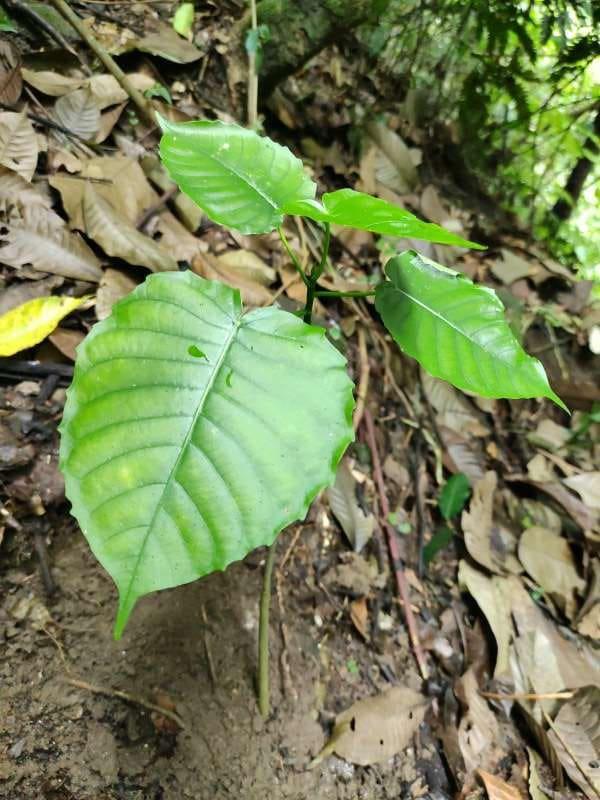 tree image