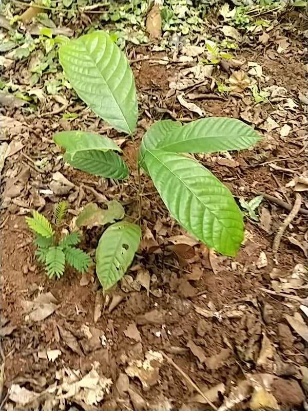 tree image