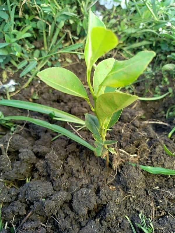 tree image