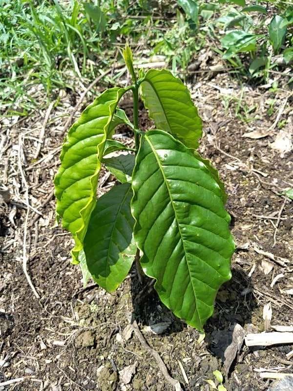 tree image