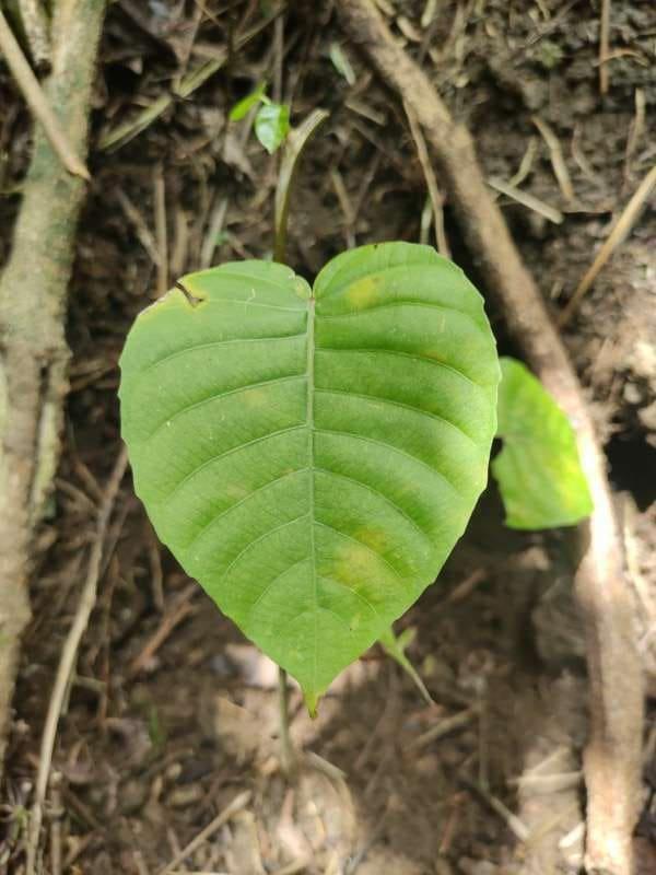 tree image