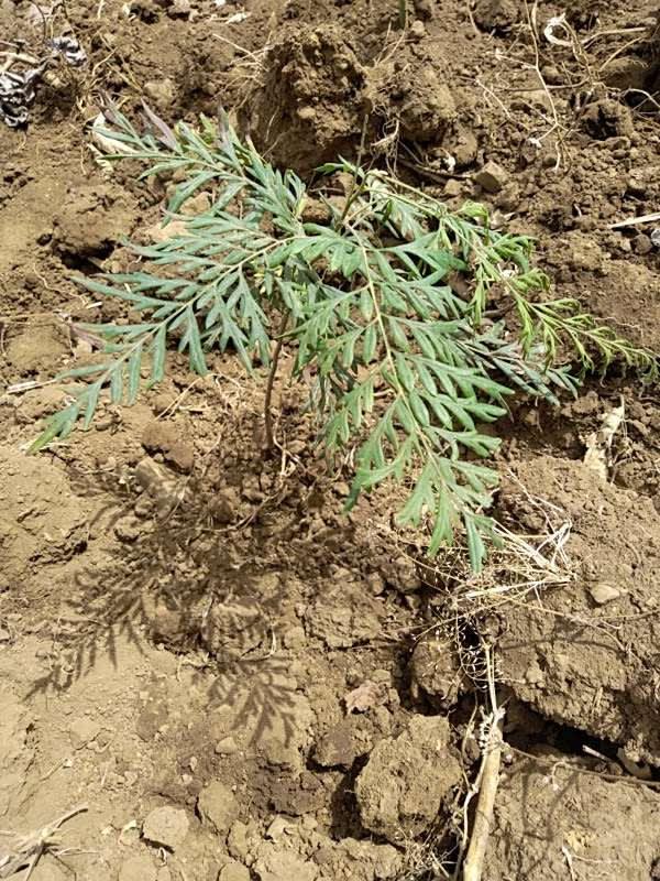tree image