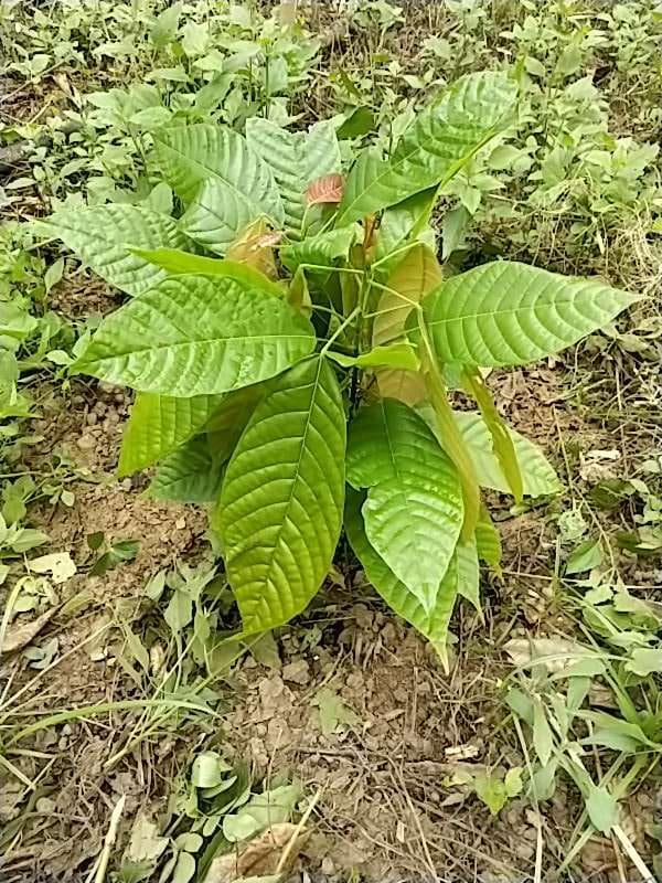 tree image