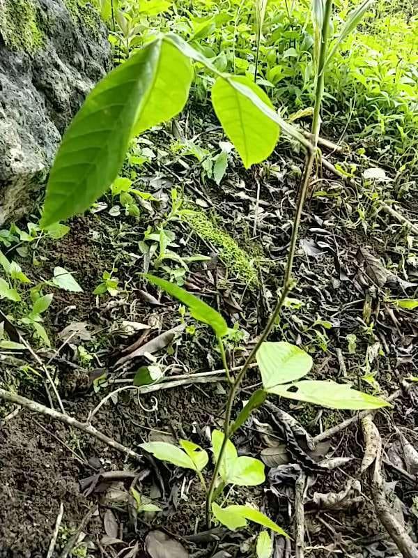 tree image