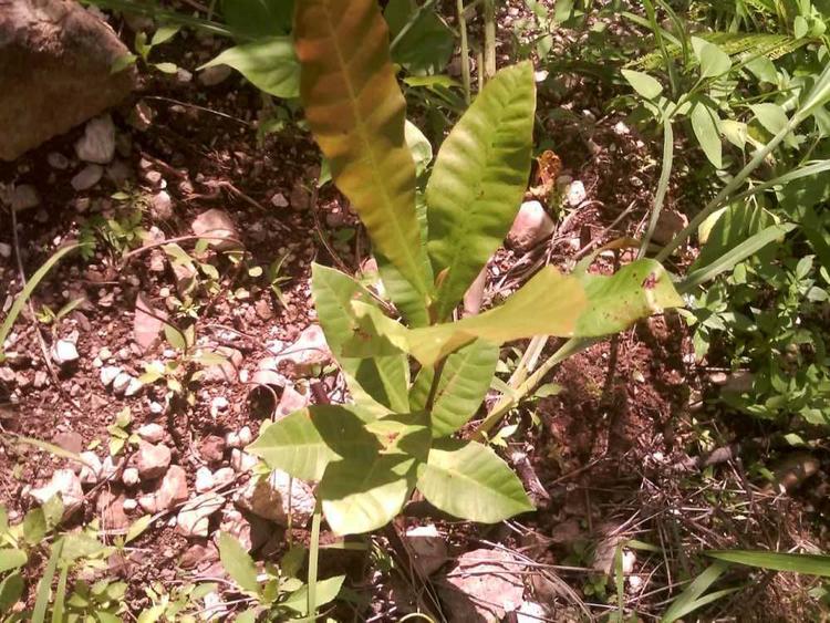 tree image