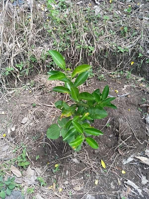 tree image