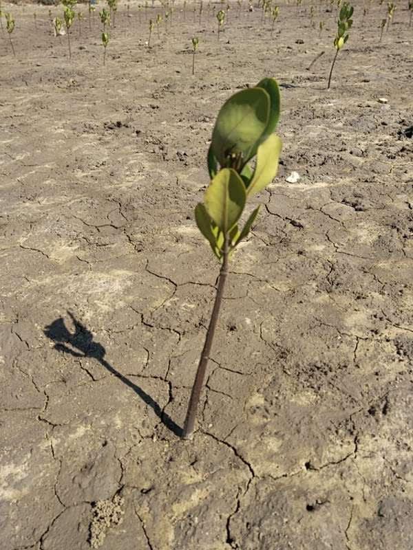 tree image