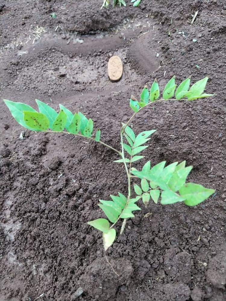 tree image