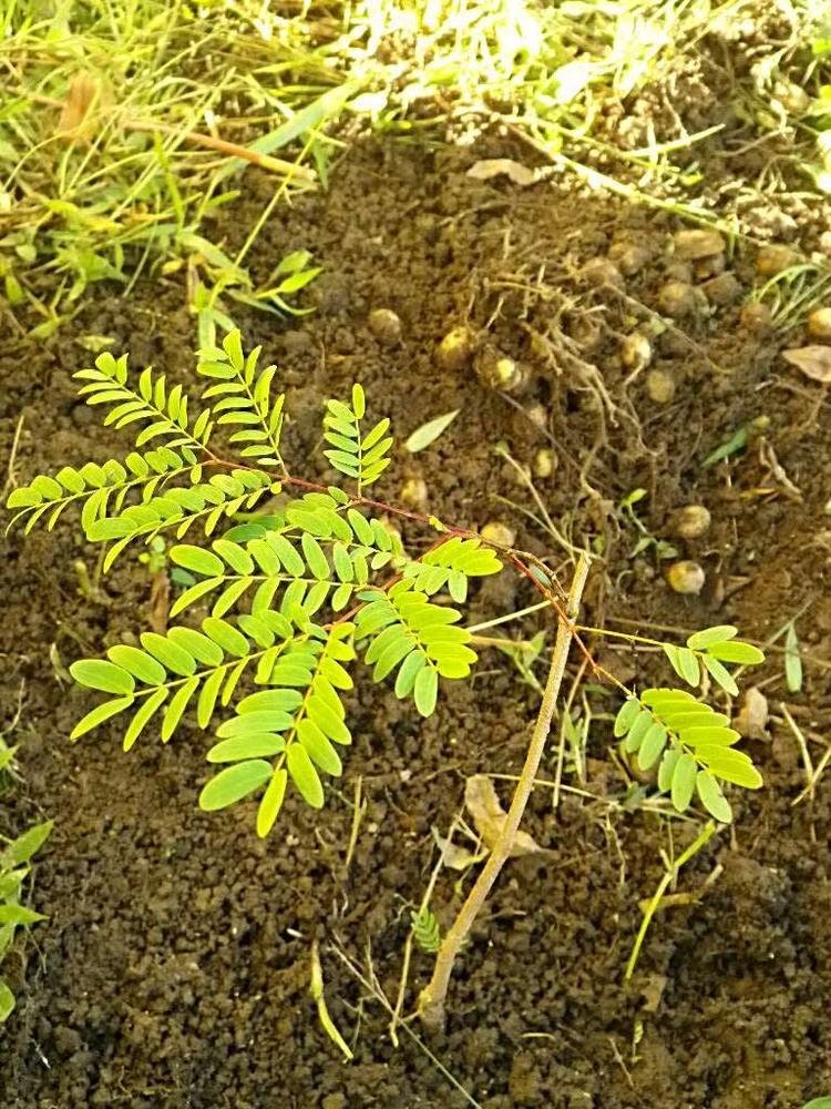 tree image