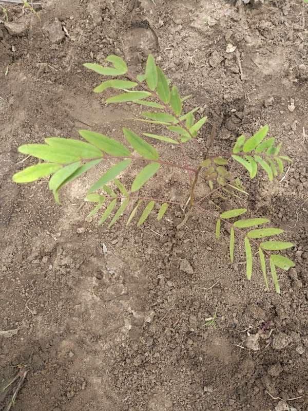 tree image