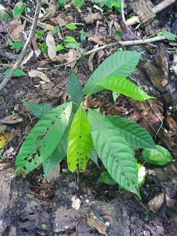 tree image