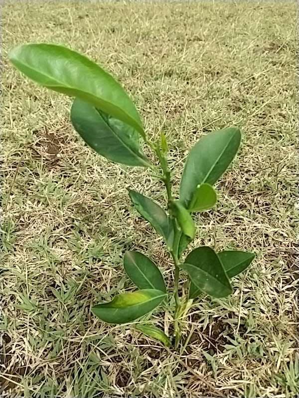 tree image