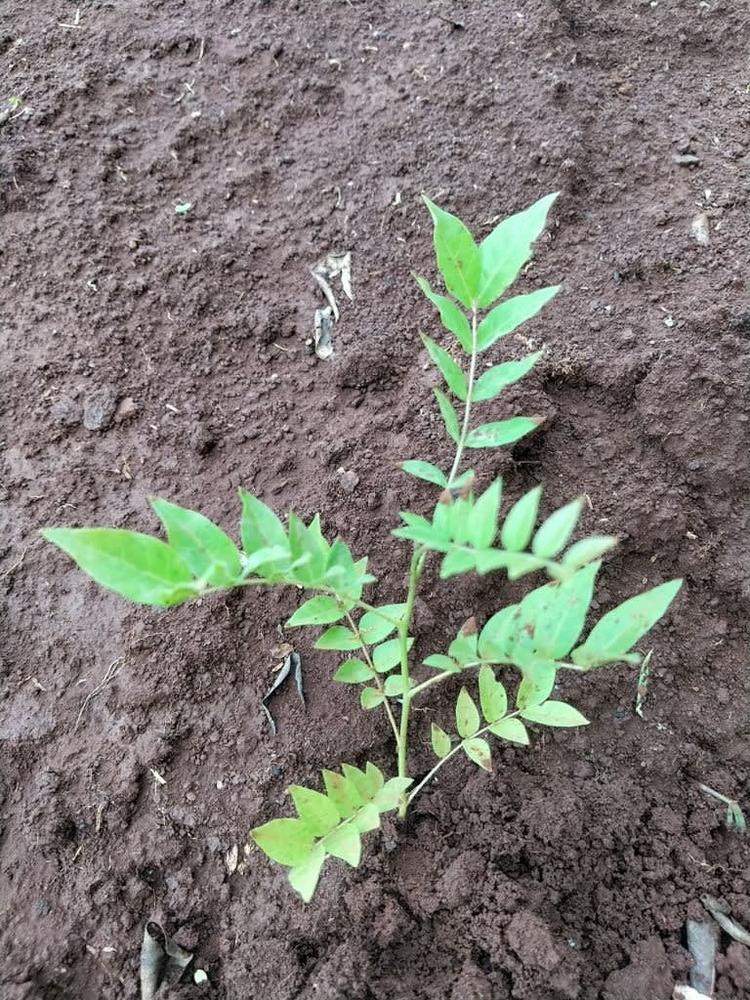tree image