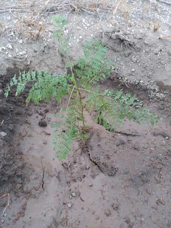 tree image