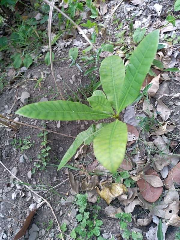 tree image