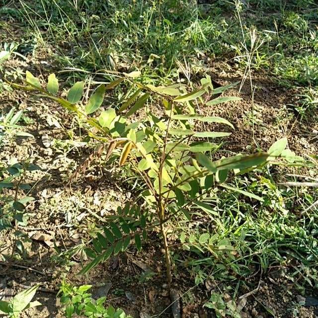 tree image