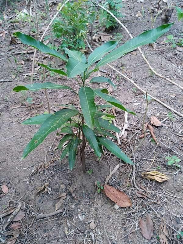 tree image